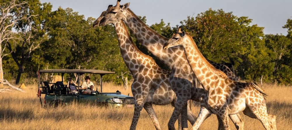 Little Makalolo, Hwange National Park, Zimbabwe - Image 4