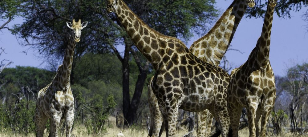 Giraffes at Davisons Camp, Huangwe National Park, Zimbabwe (Dana Allen) - Image 16