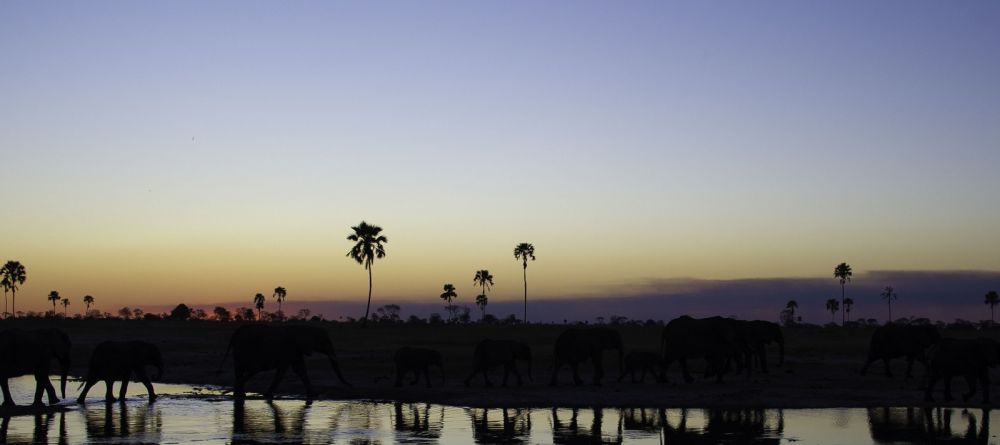 Elephants at sunset at Davisons Camp, Huangwe National Park, Zimbabwe (Dana Allen) - Image 1
