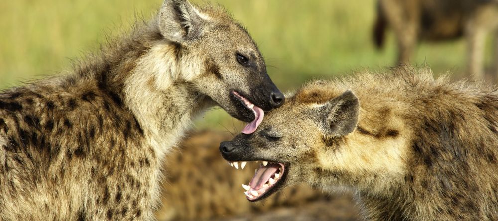 Hyenas share a moment at Mara House, Masai Mara National Reserve, Kenya - Image 9