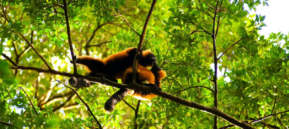Masoala Forest Lodge, Masoala National Park, Madagascar - Image 7
