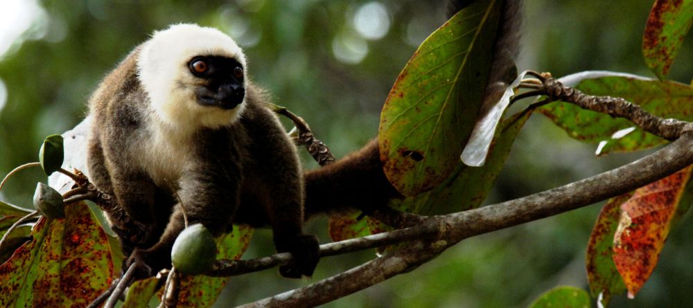 Masoala Forest Lodge, Masoala National Park, Madagascar - Image 12