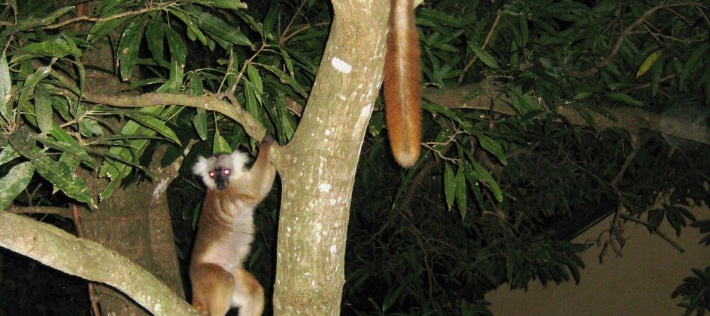A pair of lemurs in a tree at Sakatia Lodge, Nosy Be, Madagascar (Mango Staff photo) - Image 30