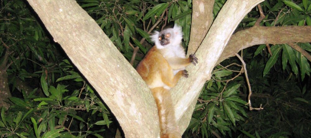 A lemur at Sakatia Lodge, Nosy Be, Madagascar (Mango Staff photo) - Image 32