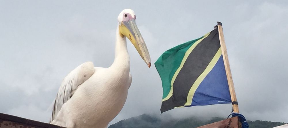 Big bird is now a fixture at Mahale.  - Image 5