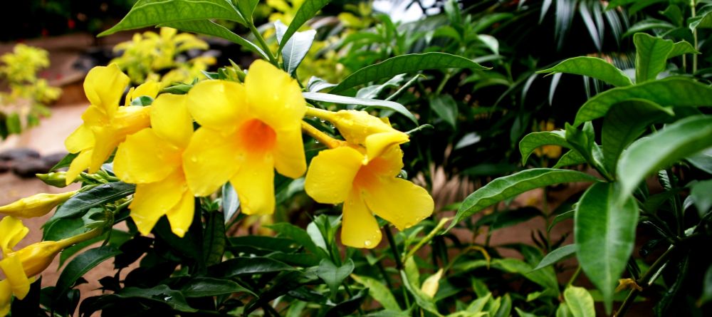 The gardens at Sakatia Lodge, Nosy Be, Madagascar (Mango Staff photo) - Image 13