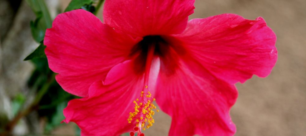 The gardens at Sakatia Lodge, Nosy Be, Madagascar (Mango Staff photo) - Image 15
