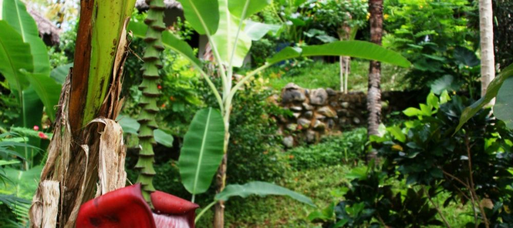 A banana tree at Sakatia Lodge, Nosy Be, Madagascar (Mango Staff photo) - Image 19