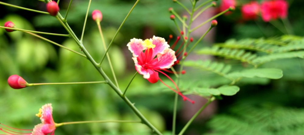 The gardens at Sakatia Lodge, Nosy Be, Madagascar (Mango Staff photo) - Image 21