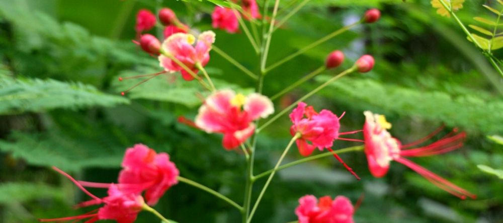 The gardens at Sakatia Lodge, Nosy Be, Madagascar (Mango Staff photo) - Image 23