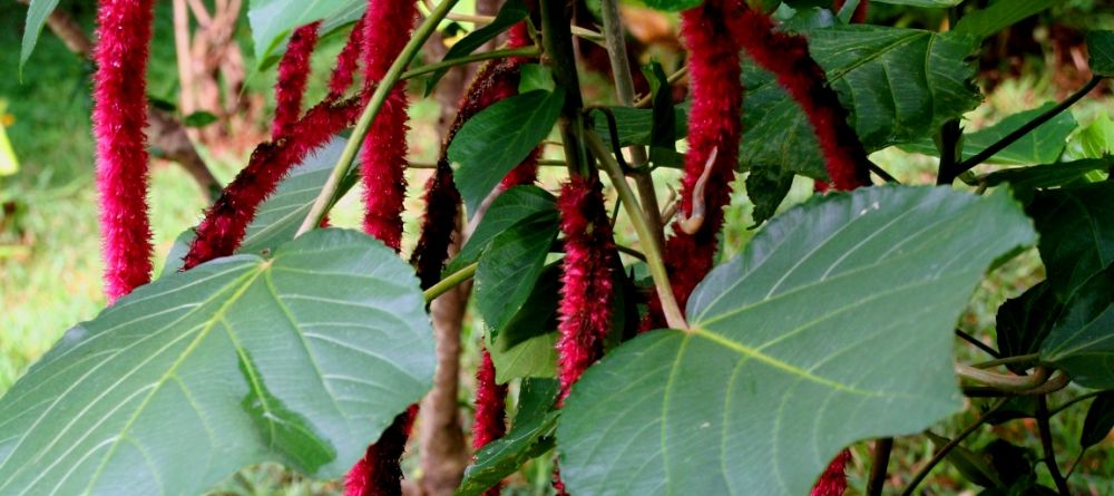 The gardens at Sakatia Lodge, Nosy Be, Madagascar (Mango Staff photo) - Image 27