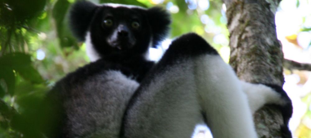 Indri Lemur - Image 7