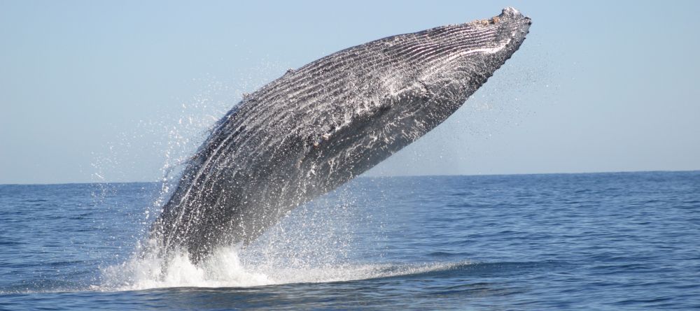 A whale breaching at Hotel Le Paradisier, Tulear, Madagascar - Image 8
