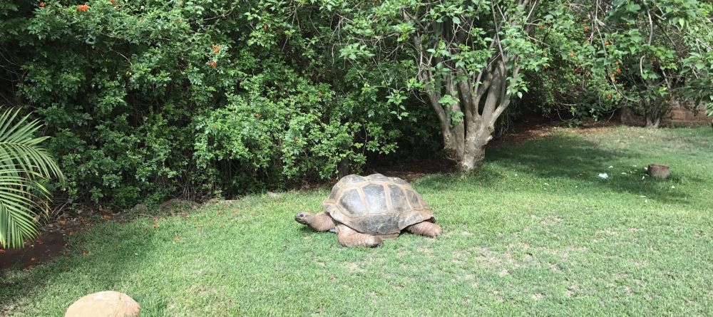 Ol Jogi Large rare tortoise - Image 8