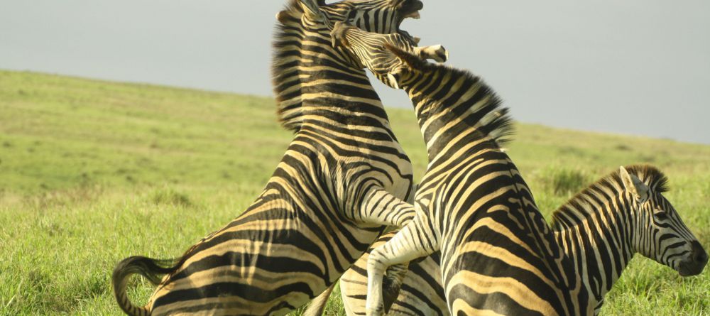 Gorah Elephant Camp, Addo Elephant National Park, South Africa - Image 6