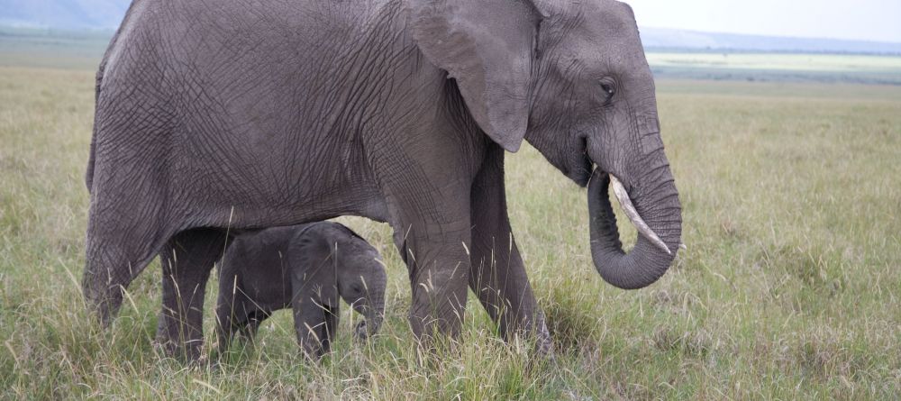 An adorable baby elephant with its mother at Offbeat Mara Camp, Masai Mara National Reserve, Kenya - Image 7