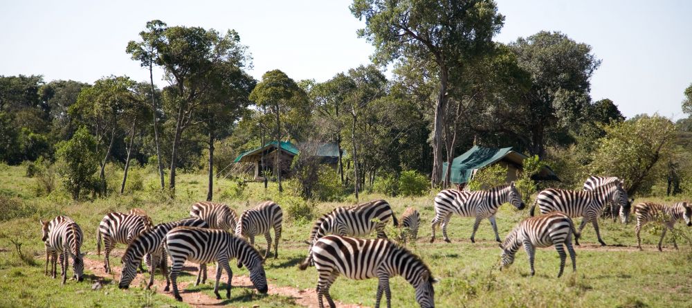 A herd of zebras wander through the camp to feed at Offbeat Mara Camp, Masai Mara National Reserve, Kenya - Image 8