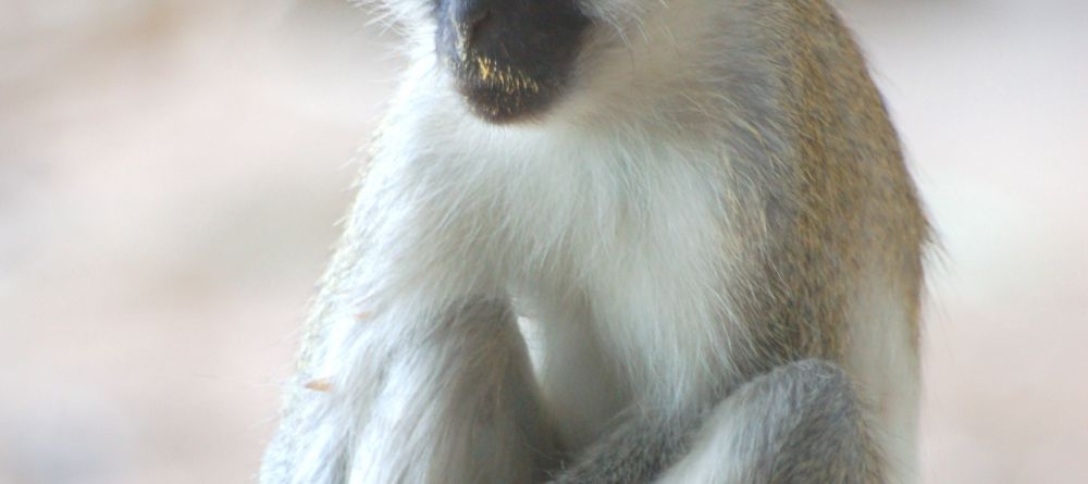 A furry visitor at Waterlovers, Diani Beach, Kenya - Image 3