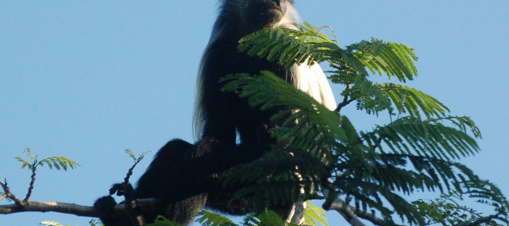 A furry visitor at Waterlovers, Diani Beach, Kenya - Image 5
