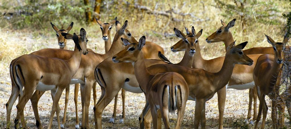 Impala herd at Selous Impala Camp, Selous National Park, Tanzania - Image 33