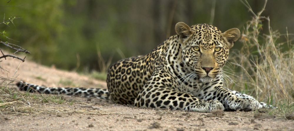 A leopard at Londolozi Granite Suites, Sabi Sands Game Reserve, South Africa - Image 4
