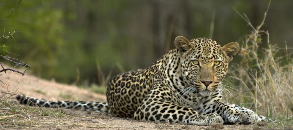 Sabi Sands Leopard - Image 11