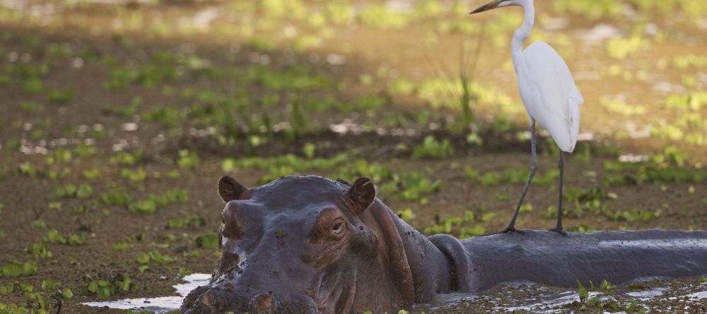 Zungulila Bushcamp, South Luangwa National Park, Zambia - Image 20