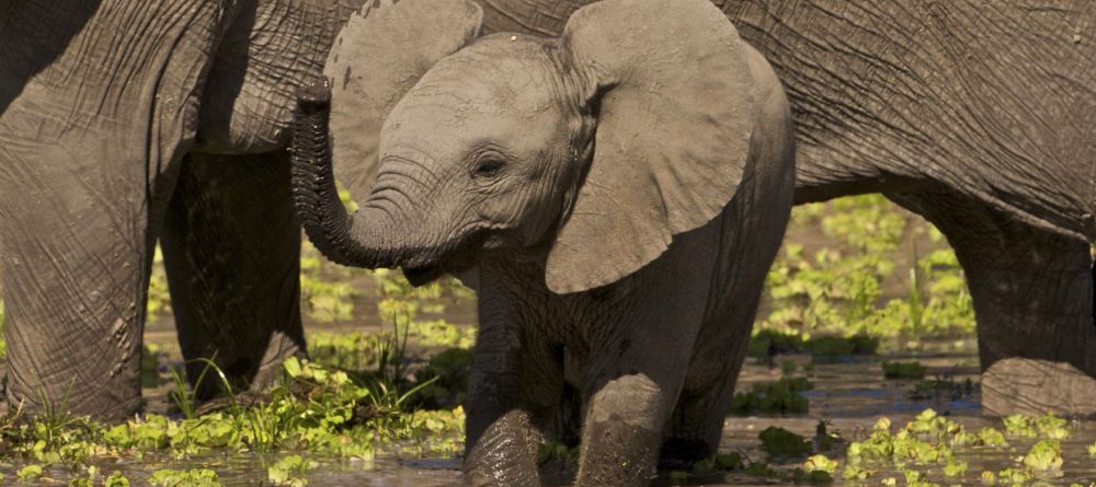 Zungulila Bushcamp, South Luangwa National Park, Zambia - Image 3