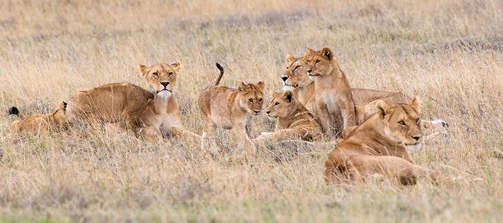 Kiota Camp Wildlife - Image 1