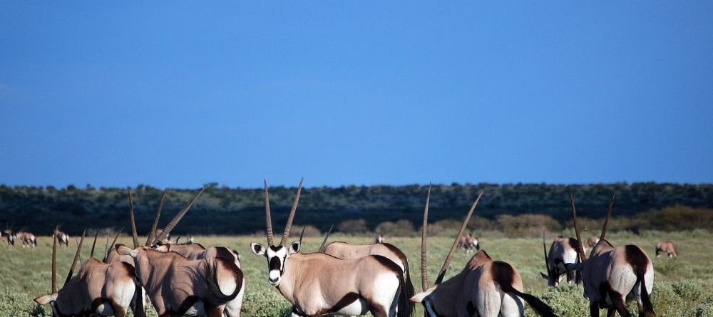 Kalahari Plains Camp, Central Kalahari Game Reserve, Bostwana - Image 10