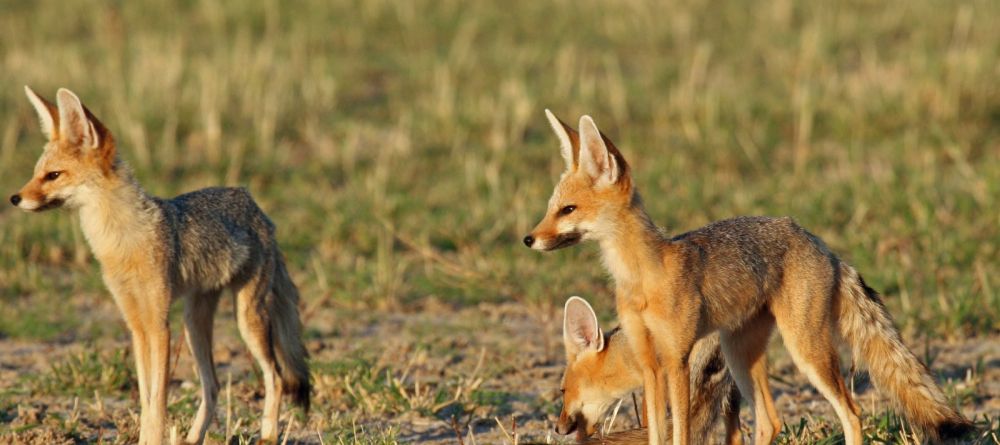 Kalahari Plains Camp, Central Kalahari Game Reserve, Bostwana - Image 11