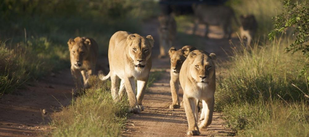 Kapama River Lodge Lions - Image 2