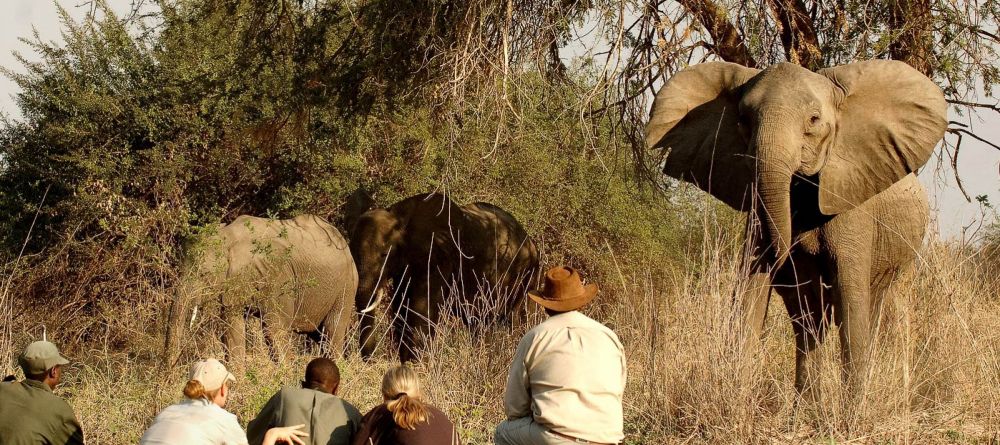 Walking safaris are a hug highlight in South Luangwa National Park - Image 9