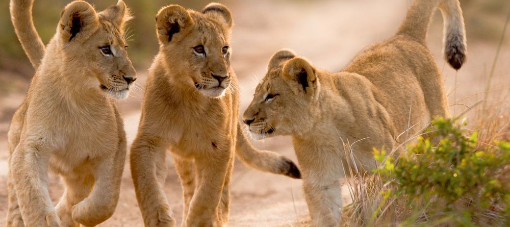 Kariega River Lodge - Image 1