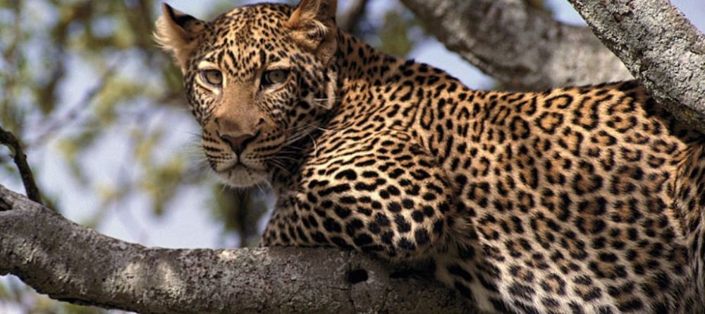 Leopard at Kiangazi House, Lake Naivasha, Kenya by night - Image 3