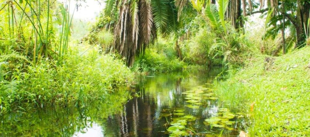 Kibale Forest Camp Swamp - Image 4