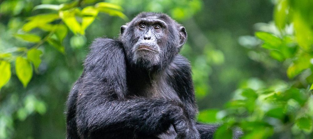 Kibale Forest Camp Chimp - Image 1