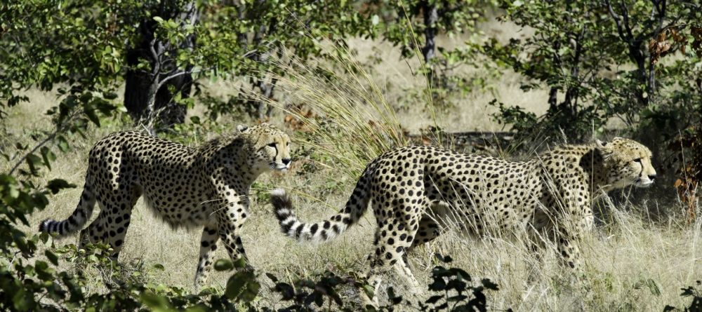 Cheetahs prowling at King's Pool Camp, Linyati Wetlands, Botswana (Dana Allen) - Image 2