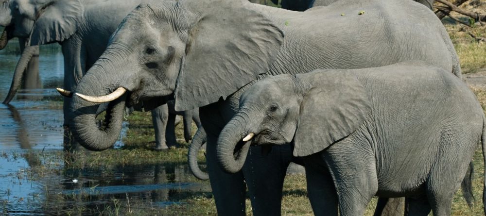 Elephants at the watering hole at King's Pool Camp, Linyati Wetlands, Botswana (Mike Myers) - Image 3