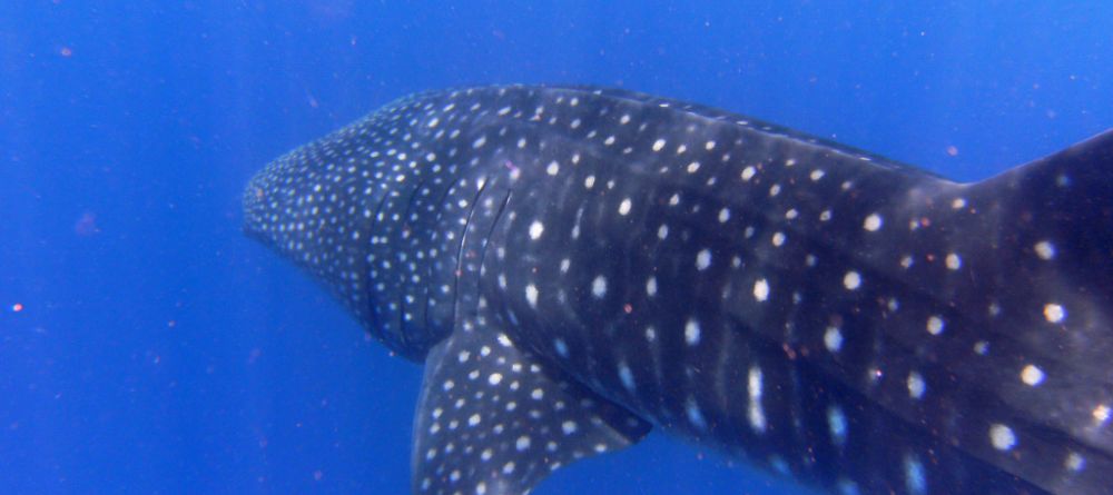 A whale shark at Kinondo Kwetu, Kenya Coast, Kenya - Image 12