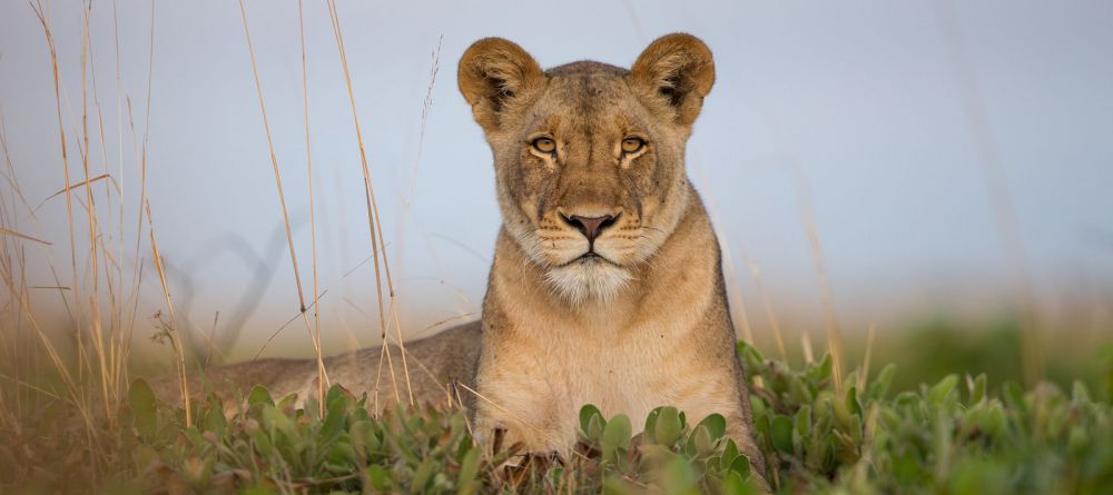 King Lewanika Camp - Image 2