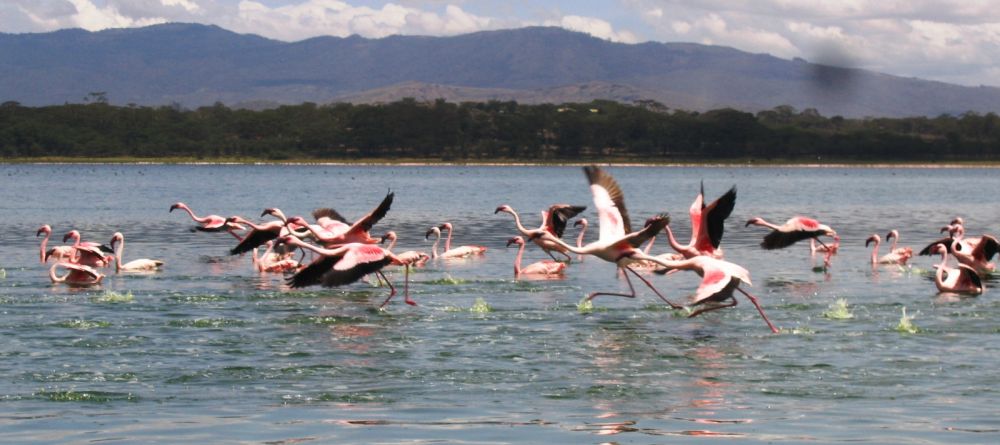 Flamingos at Kongoni Game Valley, Lake Naivasha, Kenya - Image 4