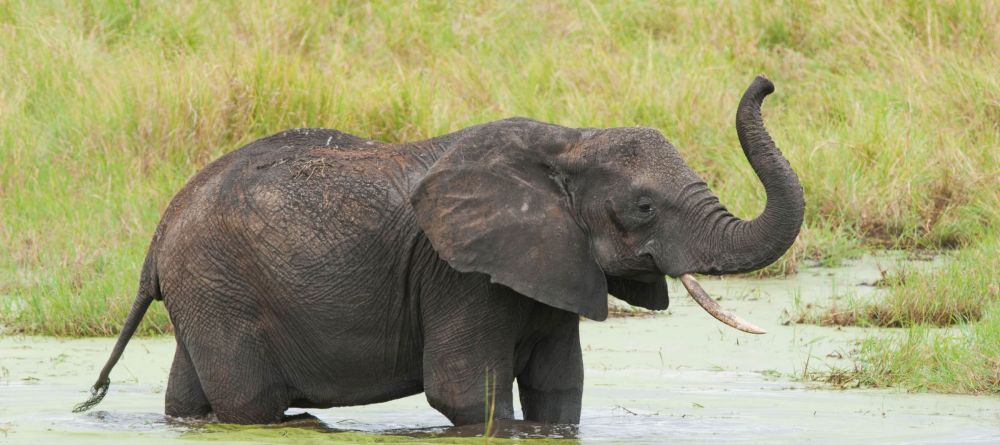 Kuro Tarangire - Tarangire River Elephant - Image 10