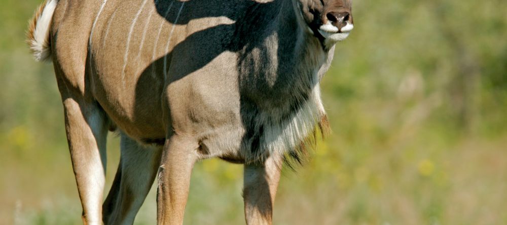 A kudu at Leopard Hills Safari Lodge, Sabi Sands Game Reserve, South Africa - Image 10