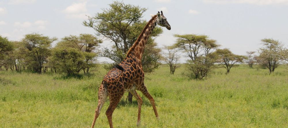 Kusini Camp, Serengeti National Park, Tanzania - Image 11