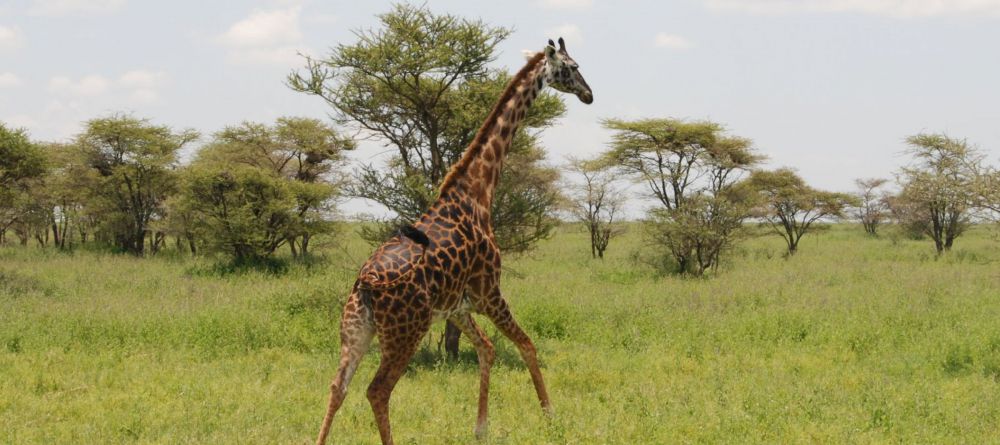 Kusini Camp, Serengeti National Park, Tanzania - Image 2