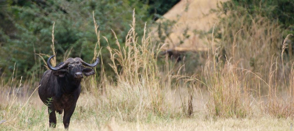 Kuyenda Bush Camp, South Luangwa National Park, Zambia - Image 6