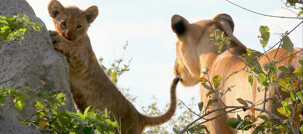 Lagoon Camp, Linyati Wetlands, Botswana - Image 3