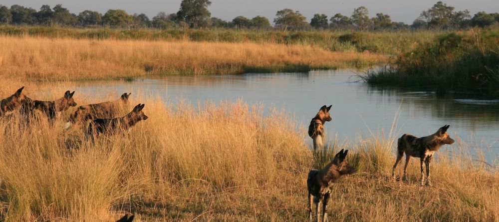 Lagoon Camp, Linyati Wetlands, Botswana - Image 6
