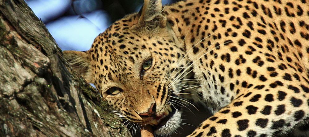 Lebala leopard - Image 13